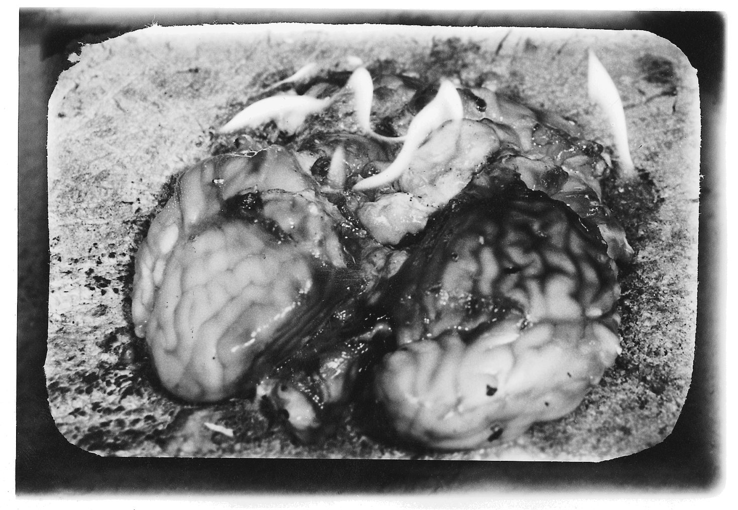 Photograph by Jürgen Baldiga from the official archive (baldiga 006)