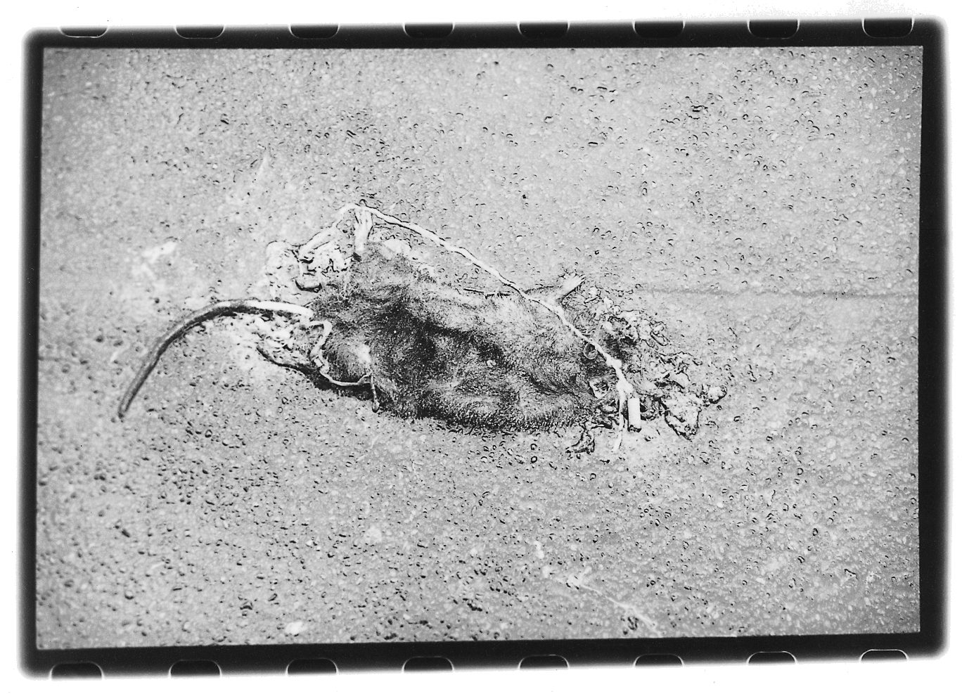 Photograph by Jürgen Baldiga from the official archive (baldiga 009)